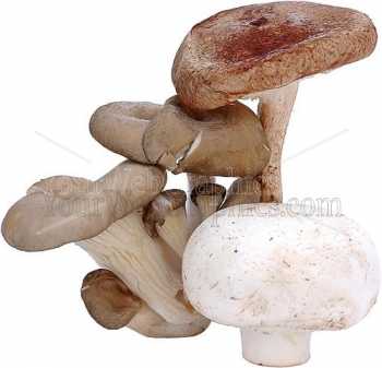 photo - mushrooms-2-jpg
